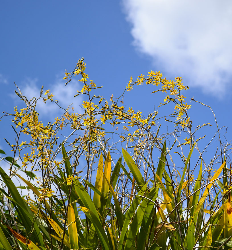 Yellow flowers shot with Nikon DSLR in Hollywood Florida